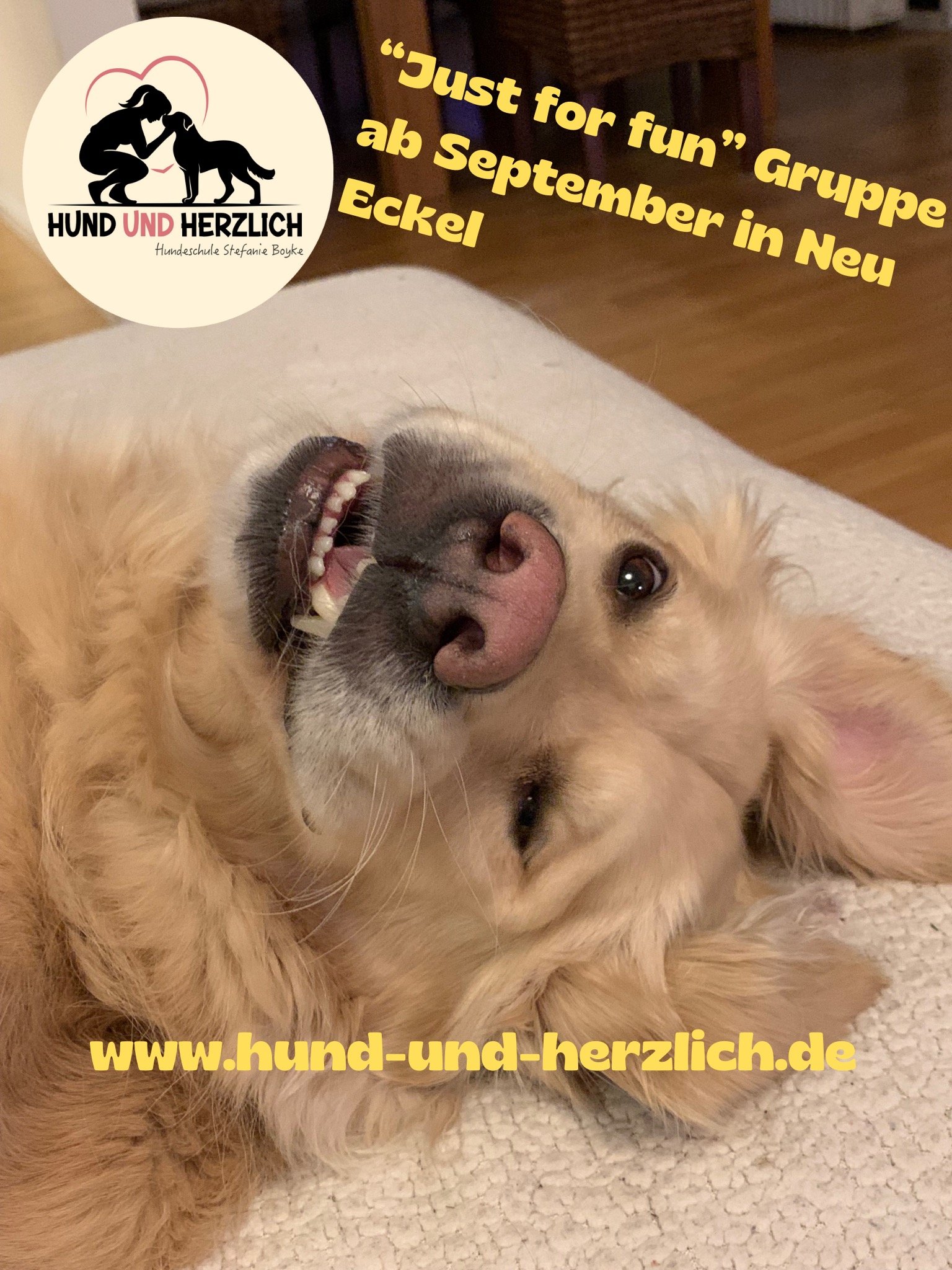 Gruppenkurs Hundeschule Stefanie Boyke