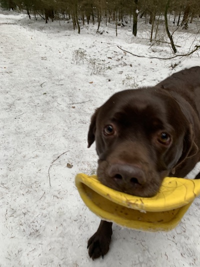 Kurs für Tierschutzhunde